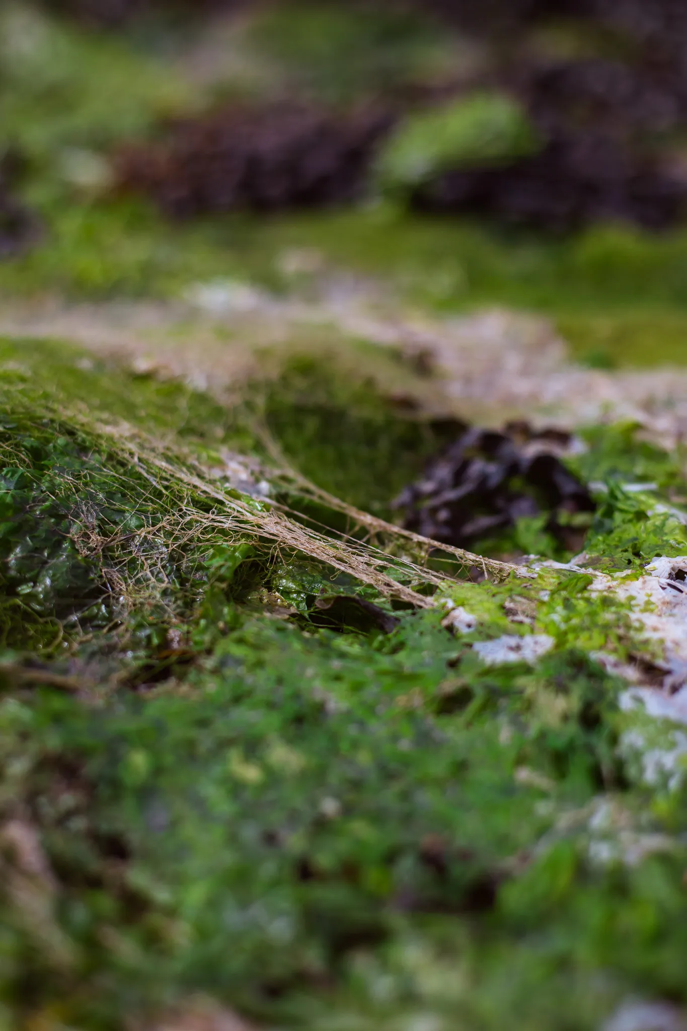 Little Worlds