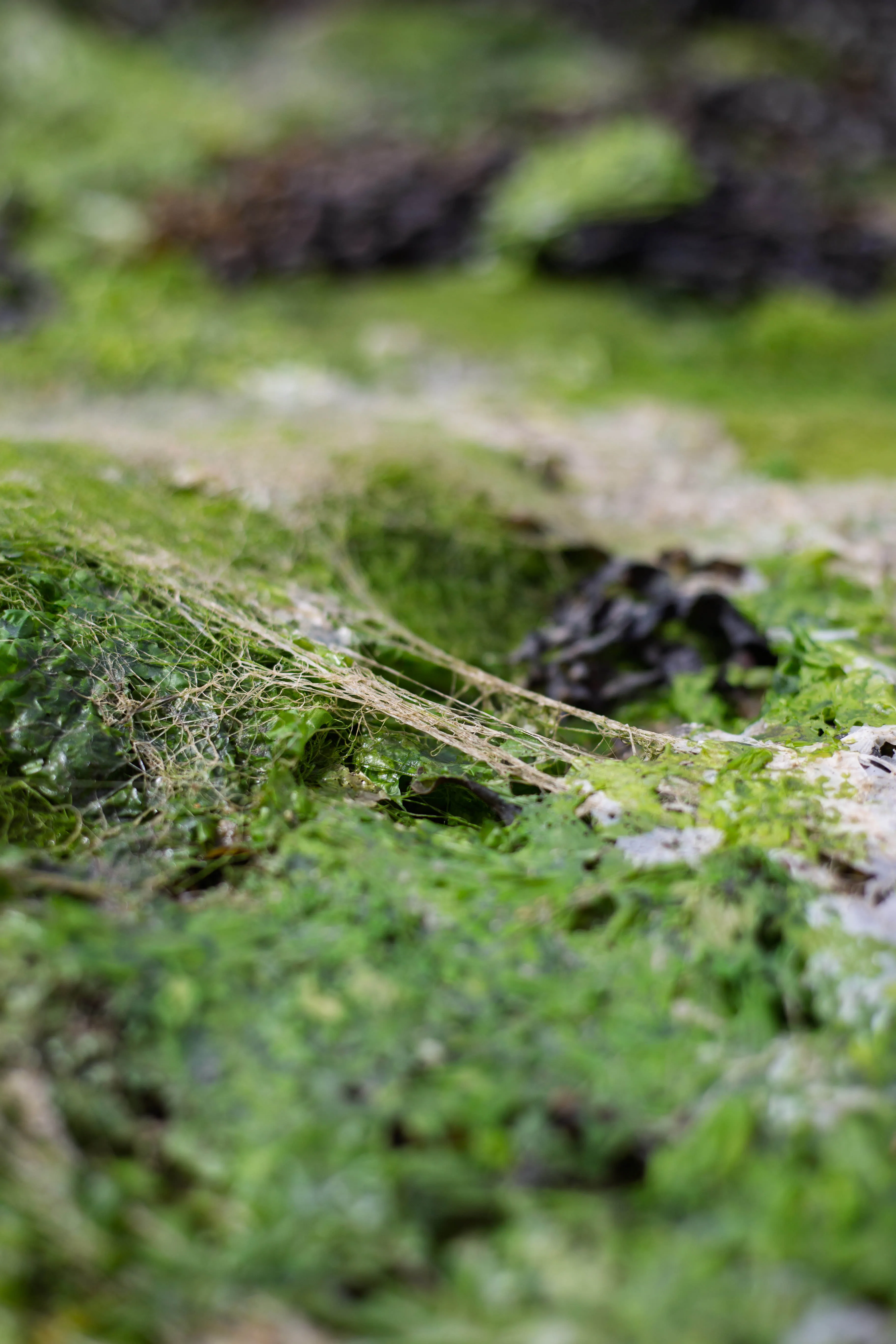 Little Worlds