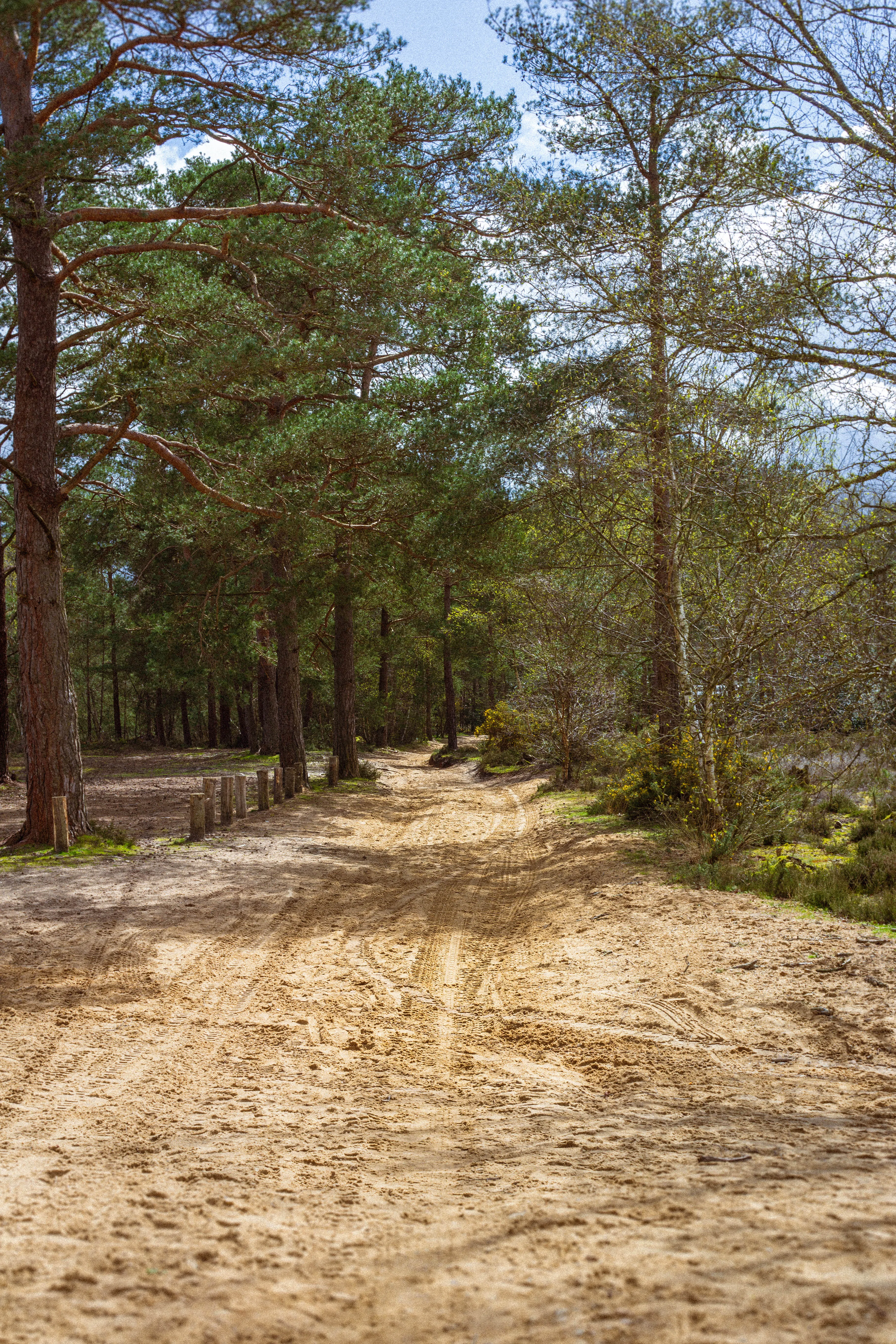 Dappled Forest
