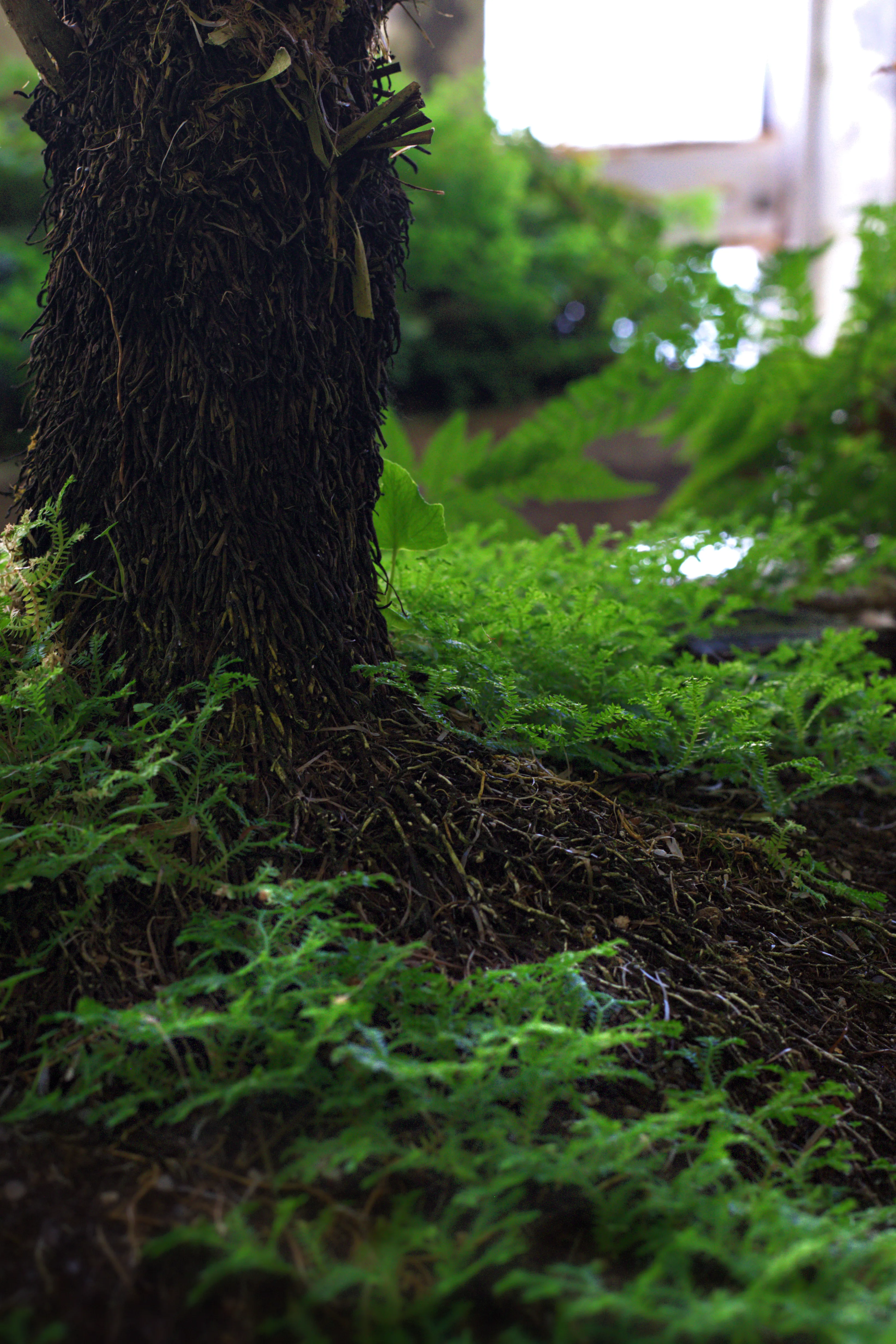 Miniature Forest